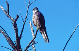 Falcó marí ("Falco eleonorae")