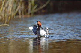 Capvermell ("Aythya ferina")