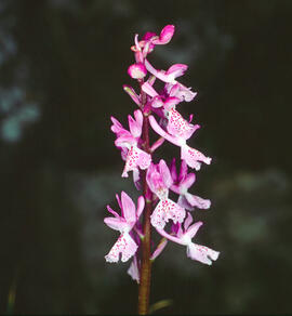 Orquídia ("Orchis mascula")