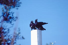 Corb ("Corvus corax")