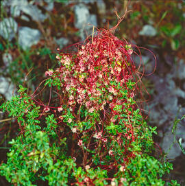 Cabells de farigola ("Cuscuta epithymum")