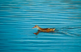 Gallet de riu ("Rallus aquaticus")