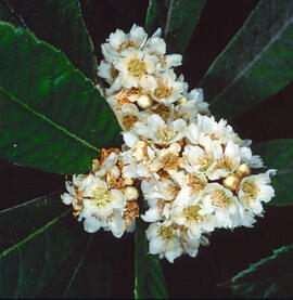 "Achillea nana"