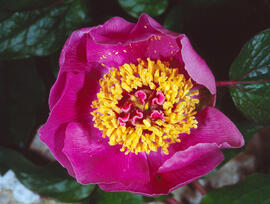 Peònia ("Paeonia mascula")