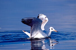 Gavina ("Larus michahellis")
