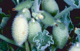 Cogombre bord ("Ecballium elaterium")