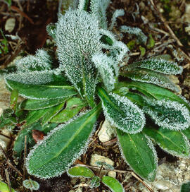 Peu de llebre gelat ("Plantago galopus")