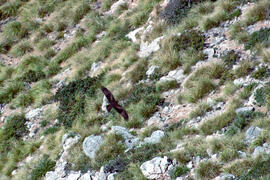Espolsamates ("Hieraaetus pennatus")