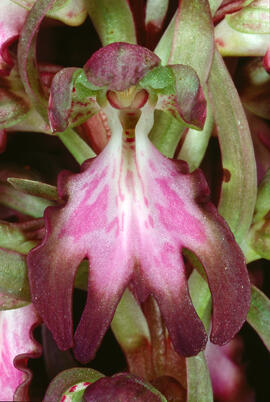 Orquídia ("Orchis mascula")