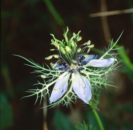 Pebreta ("Nigella sativa")
