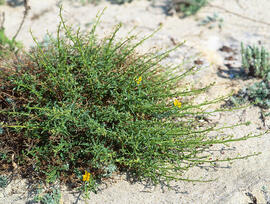 Ruda de ca ("Scrophularia canina")