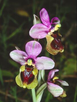 Abellera vermella ("Ophrys tenthredinifera")