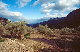 Oliveres a la serra de Tramuntana