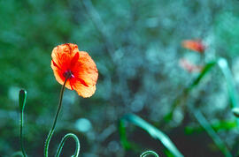 Rosella ("Papaver dubium")