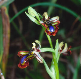 Abellera de mirall ("Ophrys speculum")