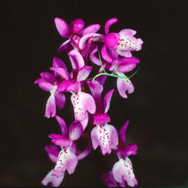 Orquídia ("Orchis mascula")