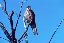 Falcó marí ("Falco eleonorae")