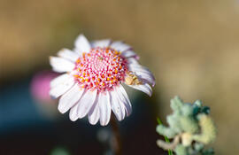 Margalida ("Bellis perennis")