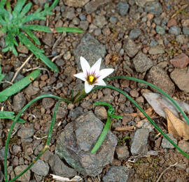 Romúlea ("Romulea columnae")