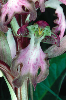 Orquídia ("Orchis mascula")