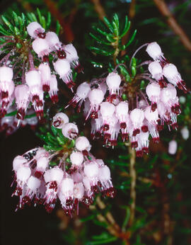 Bruc d'hivern ("Erica multiflora")