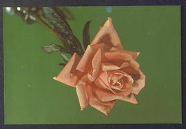 image 01