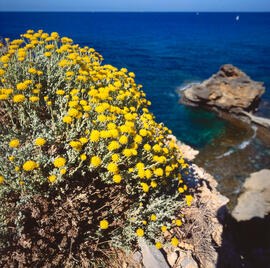 Camamil·la de muntanya ("Santolina chamaecyparissus")