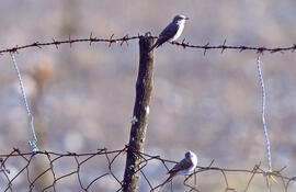 Dos picamosques ("Muscicapa striata")