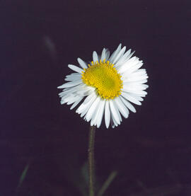 Margalida ("Bellis sylvestris")