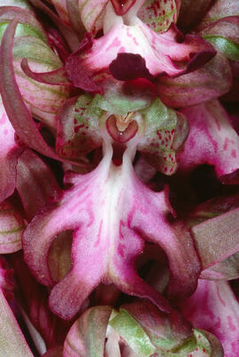 Orquídia ("Orchis mascula")