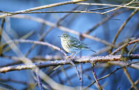 Titina ("Anthus pratensis")