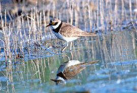 Tiruril·lo ("Charadrius alexandrinus")