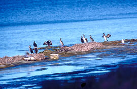 Corbs marins ("Phalacrocorax aristotelis")