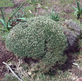 Eixorba-rates negre ("Astragalus balearicus")