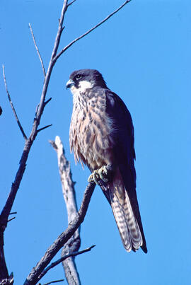 Falcó marí ("Falco eleonorae")
