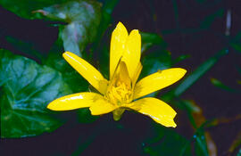 Celidònia ("Ficaria verna")
