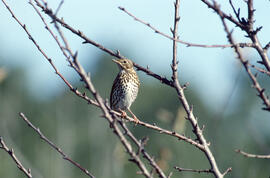 Tord ("Turdus philomelos")