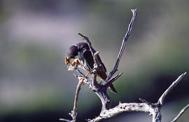 Falcó ("Falco peregrinus")