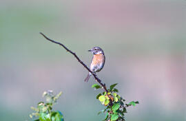 Vitrac ("Saxicola rubicola")