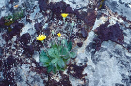 Pelosella ("Hieracium pilosella")