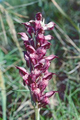 Abellera olorosa ("Anacamptis coriophora")