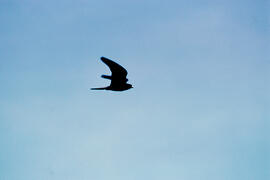 Falcó marí ("Falco eleonorae")