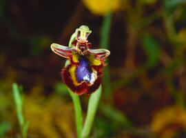 Abellera de mirall ("Ophrys speculum")