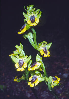 Abellera groga ("Ophrys lutea")