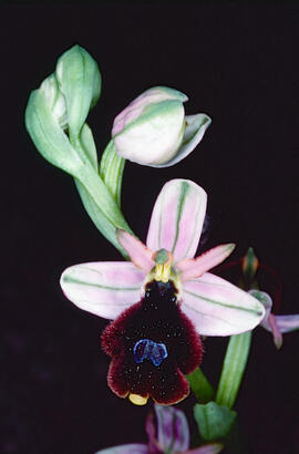 Orquídia ("Ophrys balearica")