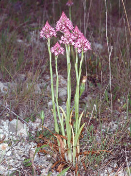 Abellera olorosa ("Anacamptis coriophora")