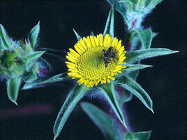 Gravit ("Pallenis spinosa")