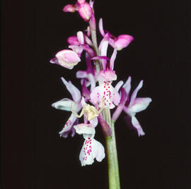 Abellera banyuda ("Ophrys longicornu")