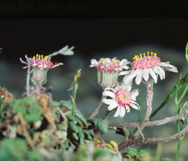 Botons de plata ("Achillea ptarmica")