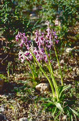 Abellera banyuda ("Orchis longicornu")